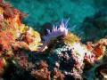 flabellina.jpg