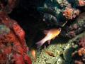 anthias.jpg