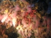 coral1.jpg