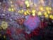 011-corallo_fiorito1
