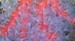 012-corallo_fiorito3
