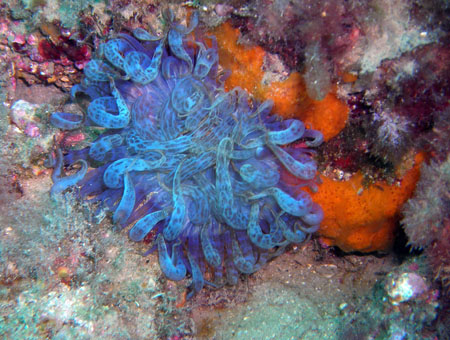 1-anemone