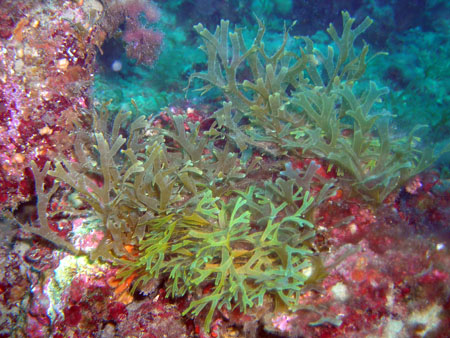 3-dictyota