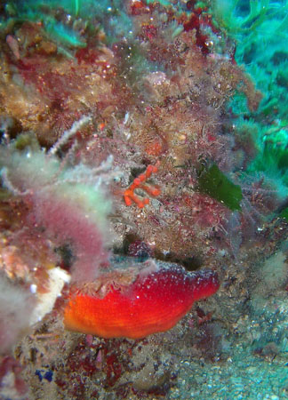 7-Patata_di_mare