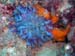 1-anemone