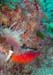 7-Patata_di_mare