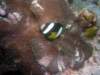 imag0045b_small.jpg