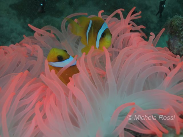 anemonerosa.jpg