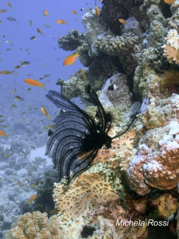 lionfish.jpg