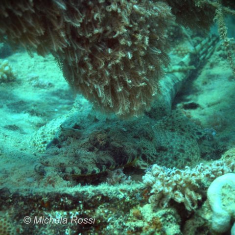 pescecoccodrillo.jpg