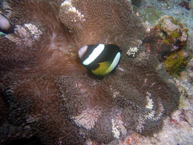 imag0045b.jpg