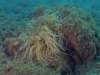 anemone4_small.jpg