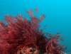coral1_small.jpg