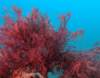 coral2_small.jpg