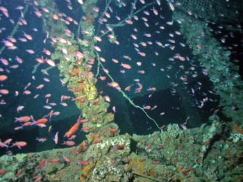 umbN0751