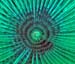 spiro4